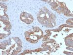MUC1 / CA15-3 / EMA / CD227 (Epithelial Marker) (MUC1/2729R), CF740 conjugate, 0.1mg/mL