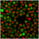 PD-L1 / PDCD1LG1 / CD274 / B7-H1 (Cancer Immunotherapy Target) (PDL1/2746), 0.2mg/mL 1 BNUB2746-9