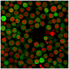 BNUB2746-9 BNUB2746 9- Immunomart