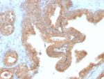 AMACR / p504S (Prostate Cancer Marker) (AMACR/2748R), CF488A conjugate, 0.1mg/mL
