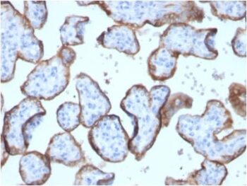Alkaline Phosphatase (Placental) / PLAP (Germ Cell Tumor Marker) (ALPP/2899R), CF405S conjugate, 0.1mg/mL