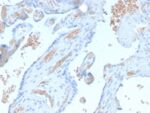 Spectrin Alpha 1 (Erythrocyte Marker) (SPTA1/2939R), CF647 conjugate, 0.1mg/mL