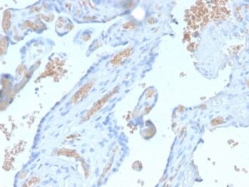 Spectrin Alpha 1 (Erythrocyte Marker) (SPTA1/2939R), CF647 conjugate, 0.1mg/mL