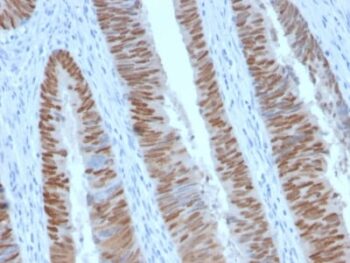 CDX2 (GI Epithelial Marker) (CDX2/2951R), CF568 conjugate, 0.1mg/mL