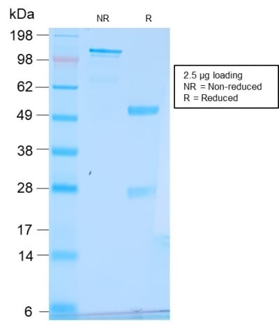 BNUB2969-1 BNUB2969 1- Immunomart