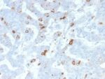 MUC2 (Mucin 2) (MLP/2970R), CF568 conjugate, 0.1mg/mL