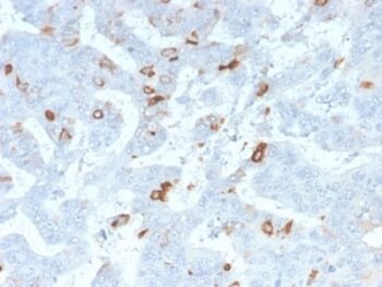 MUC2 (Mucin 2) (MLP/2970R), CF568 conjugate, 0.1mg/mL