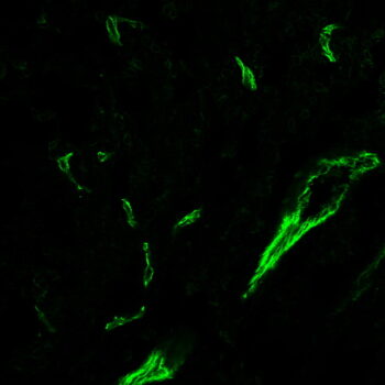 CD31 / PECAM-1(C31.3 + C31.7 + C31.10), CF568 conjugate, 0.1mg/mL