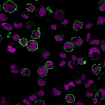 CD43 (T-Cell Marker) (SPN/2049R), CF647 conjugate, 0.1mg/mL