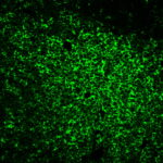 CD45RO(UCHL-1), CF405S conjugate, 0.1mg/mL