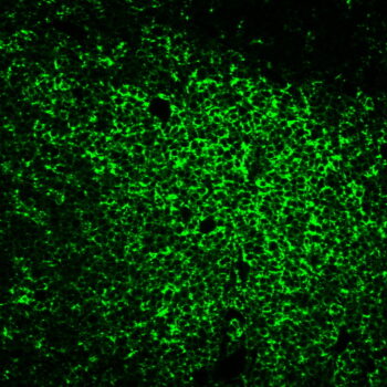 CD45RO(UCHL-1), CF405S conjugate, 0.1mg/mL