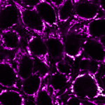 Mitochondrial Marker(113-1), CF488A conjugate, 0.1mg/mL