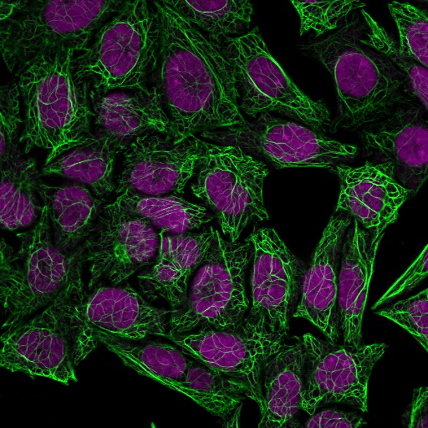 CK7-OV-TL12-30-CF488A-GAM-RedDot2-MeOH-HeLa CK7 OV TL12 30 CF488A GAM RedDot2 MeOH HeLa- Immunomart