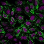 Cytokeratin 8(C-43), CF740 conjugate, 0.1mg/mL