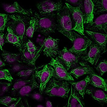Cytokeratin 8(C-43), CF740 conjugate, 0.1mg/mL