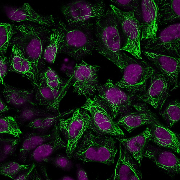 CK8-C43-CF488A-GAM-RedDot2-MeOH-HeLa-020119 CK8 C43 CF488A GAM RedDot2 MeOH HeLa 020119- Immunomart