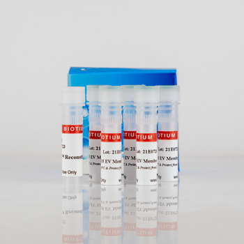 ExoBrite™ 490/515 Annexin EV Staining Kit, 500 labelings