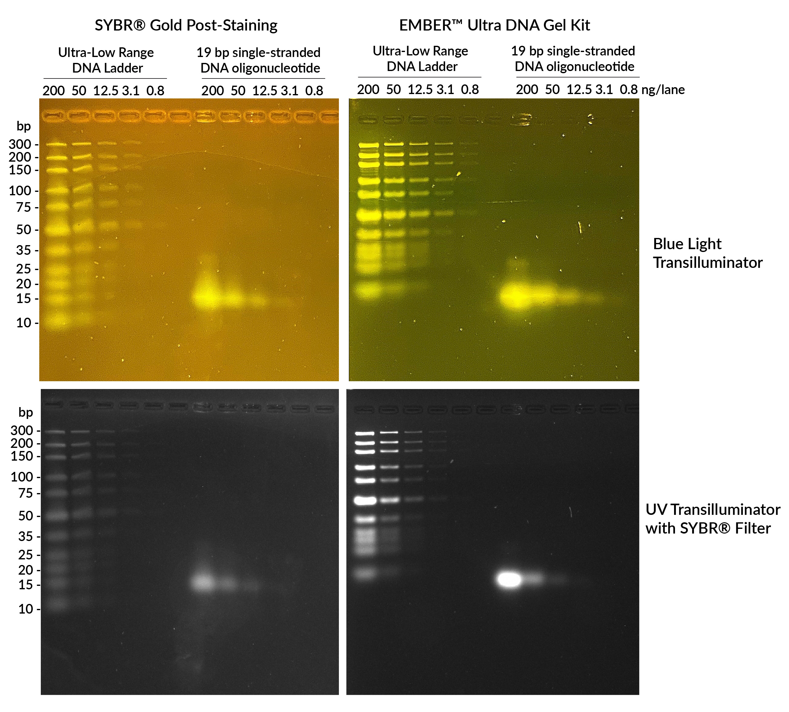 EMBER-Ultra-DNA-vs-SYBR-Gold-5-Safe-Imager-vs-UV-composite