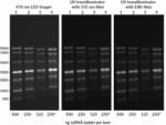 Biotium-Microvial-2