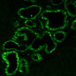 Estrogen Receptor(ER506), CF568 conjugate, 0.1mg/mL
