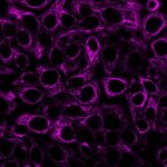 Cytokeratin, pan (Cocktail PAN-CK), CF740 conjugate, 0.1mg/mL