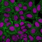 Moesin(MSN/493), CF740 conjugate, 0.1mg/mL