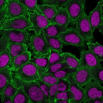 Moesin(MSN/493), CF740 conjugate, 0.1mg/mL