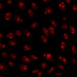 Nucleolin(364-5), CF640R conjugate, 0.1mg/mL