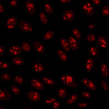 Nucleolin(364-5), CF640R conjugate, 0.1mg/mL