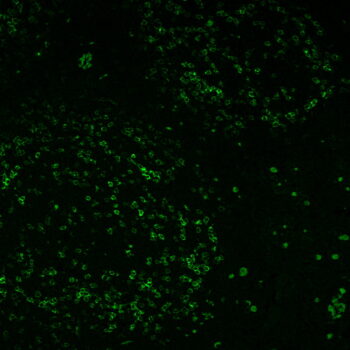 PD1 / PDCD1 / CD279(PDCD1/922), CF555 conjugate, 0.1mg/mL