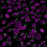 Golgi Complex (Marker for Human Cells) (GLG1/2829R), CF740 conjugate, 0.1mg/mL 1 Rabbit-anti-Golgi-GLG1-2829R-CF488A-DAR-NucSpot-640-MeOH-HeLa