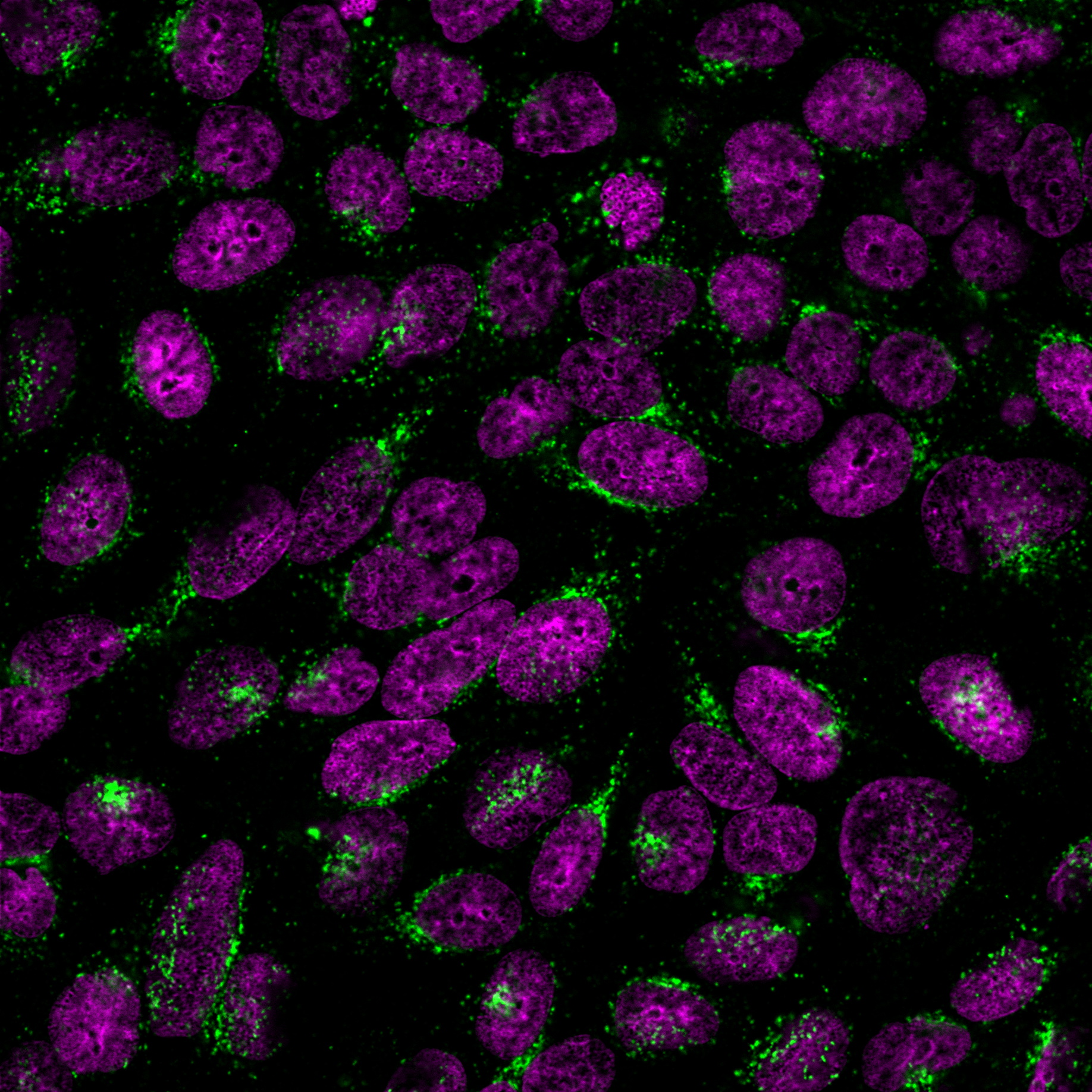 Rabbit-anti-Golgi-GLG1-2829R-CF488A-DAR-NucSpot-640-MeOH-HeLa Rabbit anti Golgi GLG1 2829R CF488A DAR NucSpot 640 MeOH HeLa- Immunomart