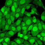 S100A4 (Marker of Tumor Metastasis) (S100A4/1482), CF568 conjugate, 0.1mg/mL 1 S100A4-1482-PFA-HeLa-3ug-mL
