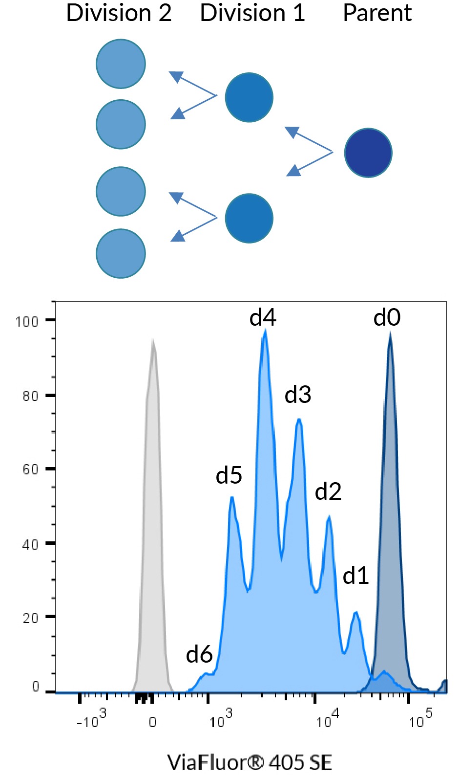 ViaFluor-405-PBMC-with-diagram