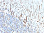 Neurofilament (H+L) (Neuronal Marker)(2F11), CF640R conjugate, 0.1mg/mL