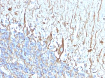 Neurofilament (H+L) (Neuronal Marker)(2F11), CF640R conjugate, 0.1mg/mL