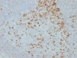 Proliferation Marker(JC1), CF594 conjugate, 0.1mg/mL 1 view_image-109