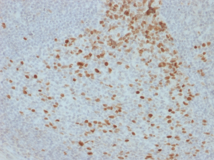 view_image-109 view image 109- Immunomart