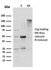 view_image-11 view image 11- Immunomart