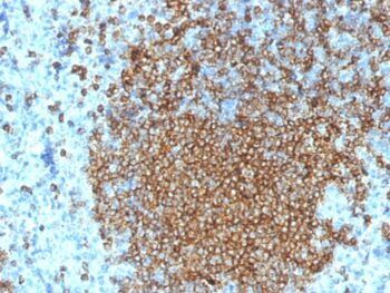 CD45RA (Leukocyte Marker)(K4B5), CF640R conjugate, 0.1mg/mL
