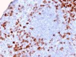 Human Kappa Light Chain / IGKC (B-Cell Marker)(KLC2886R), CF405S conjugate, 0.1mg/mL