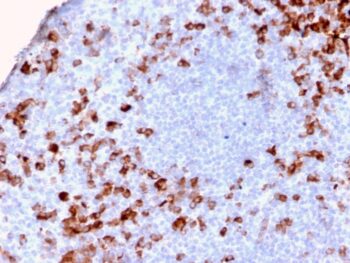 Human Kappa Light Chain / IGKC (B-Cell Marker)(KLC2886R), CF405S conjugate, 0.1mg/mL