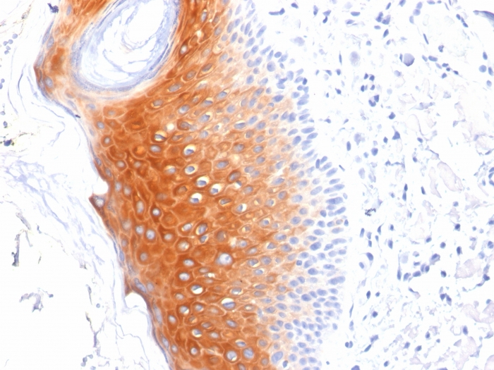 view_image-116 view image 116- Immunomart
