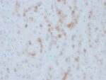 Cytochrome p450(M12P4H2), CF640R conjugate, 0.1mg/mL