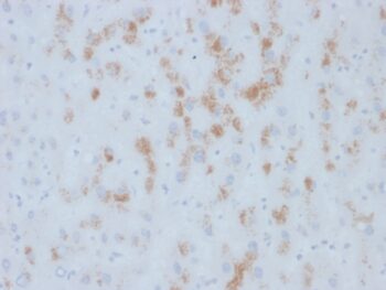 Cytochrome p450(M12P4H2), CF640R conjugate, 0.1mg/mL
