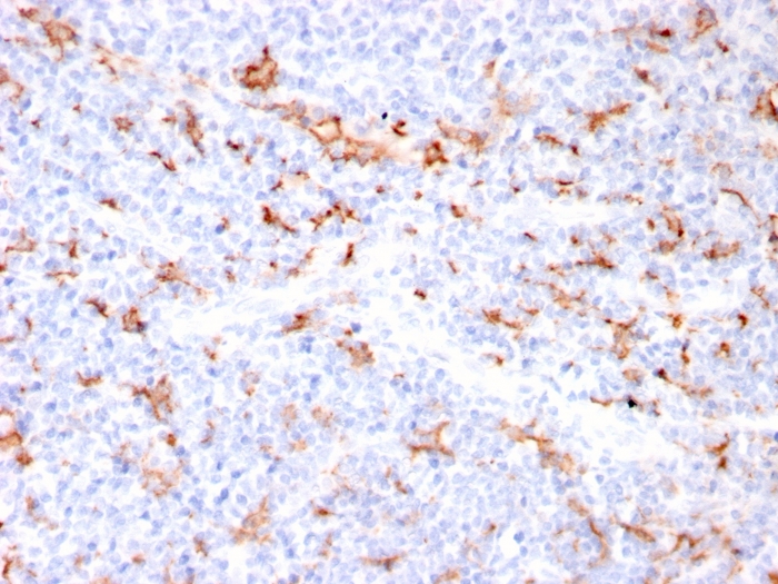 view_image-123 view image 123- Immunomart