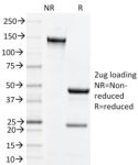 CD134, Mouse (OX40)(OX-86), CF488A conjugate, 0.1mg/mL