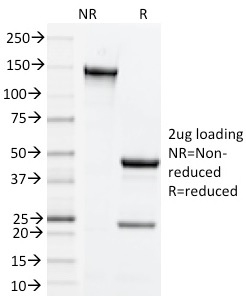 CD134, Mouse (OX40)(OX-86), CF488A conjugate, 0.1mg/mL