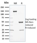 Cytochrome P450 3A1 / CYP3A1(P6), CF740 conjugate, 0.1mg/mL