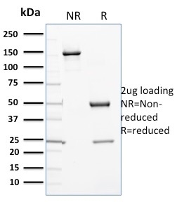 Cytochrome P450 3A1 / CYP3A1(P6), CF740 conjugate, 0.1mg/mL